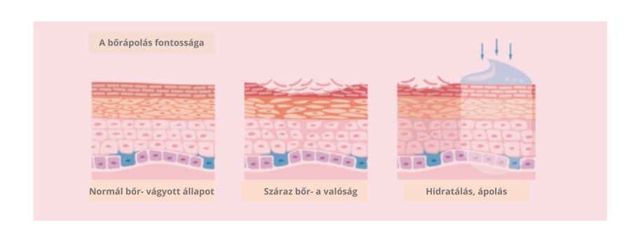 legjobb anti aging bőrápoló fogyasztói jelentés)